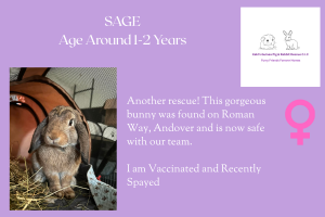 Sage, 1yo rabbit is looking for her forever home