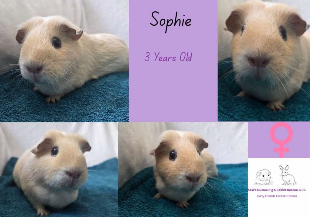 Sophie, 3yo piggie is looking for her forever home