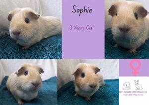 Sophie, 3yo piggie is looking for her forever home