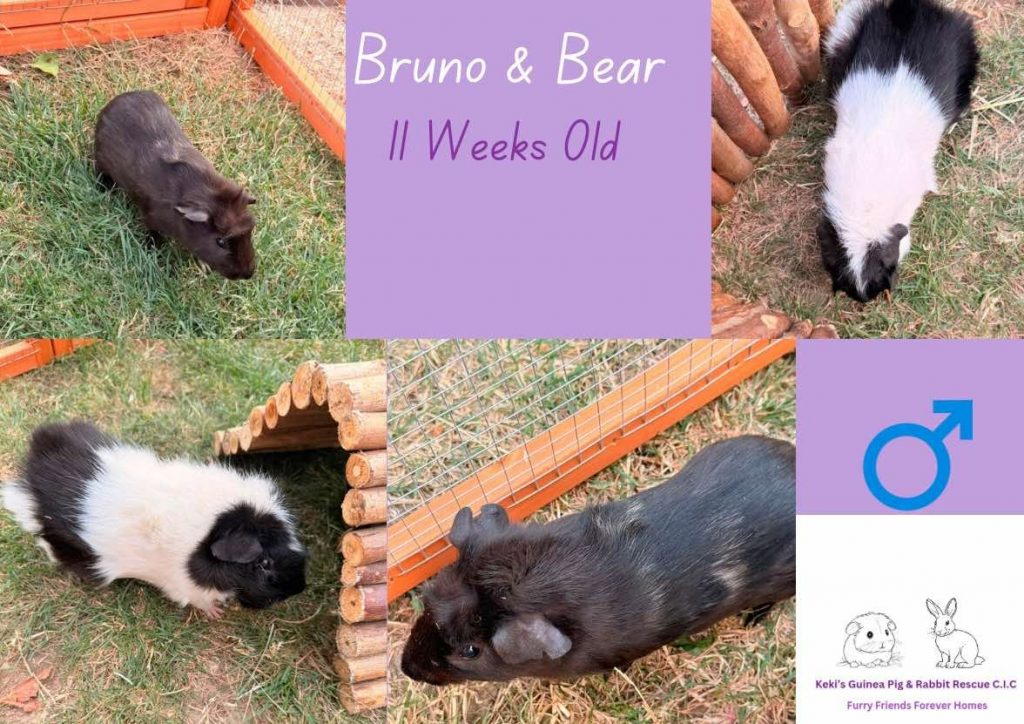 Bruno and Bear, 11 week old guinea pigs are looking for their forever home