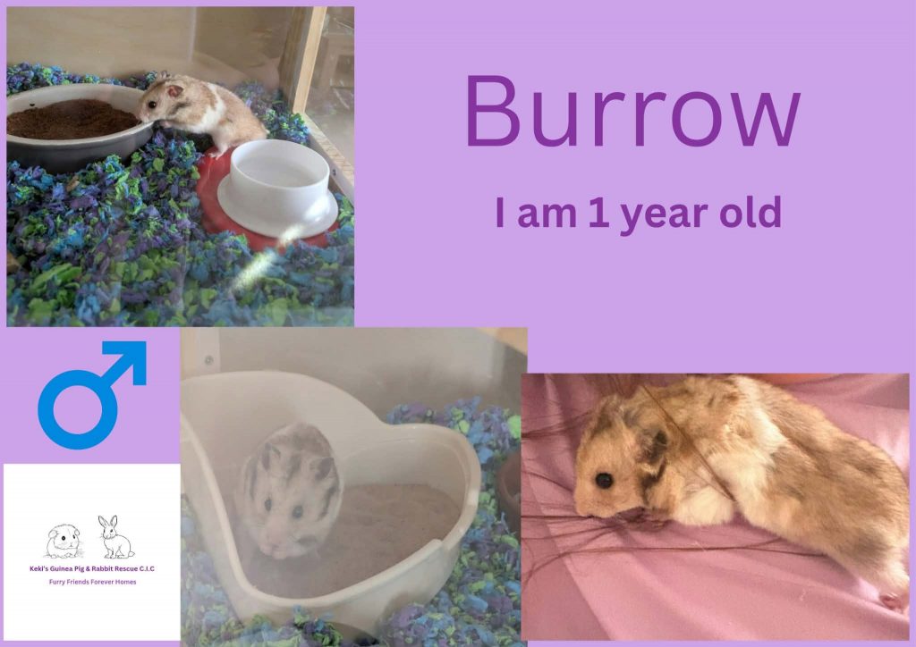 Burrow, 1 year old hamster is looking for his forever home