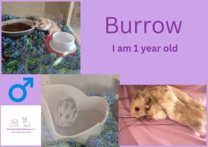 Burrow, 1 year old hamster is looking for his forever home
