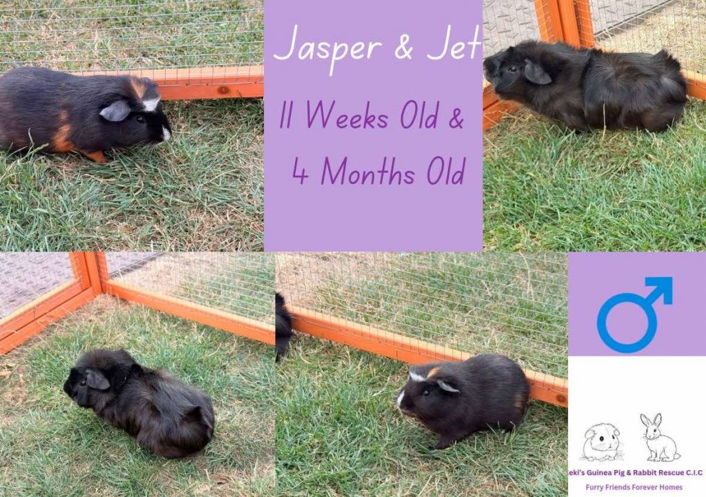 Jasper (11 weeks) and Jet (4 months) are looking for their forever home