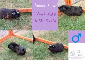 Jasper (11 weeks) and Jet (4 months) are looking for their forever home