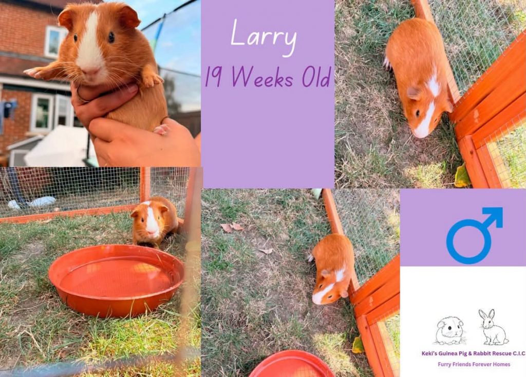 Larry, 19 week old guinea pig is looking for his forever home
