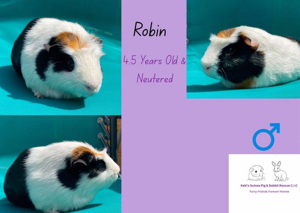 Robin, 4.5 year old and neutered guinea pig is looking for his forever home