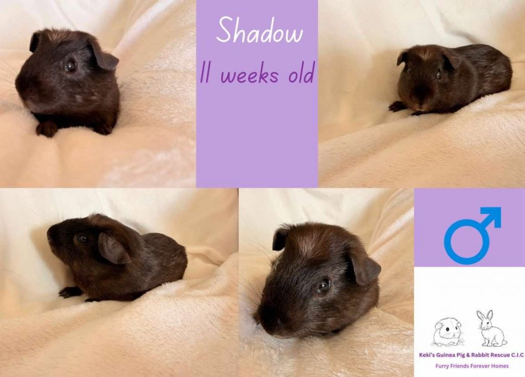 Shadow, 11 week old guinea pig is looking for his forever home
