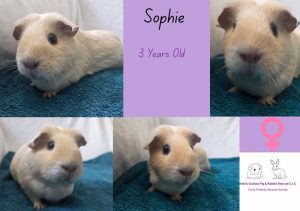 Sophie, 3 year old guinea pig is looking for her forever home