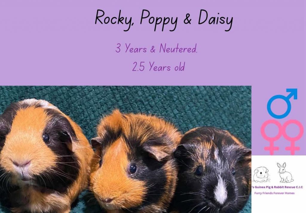 Rocky, Poppy and Daisy, 2.5-3 years old are looking for their forever home