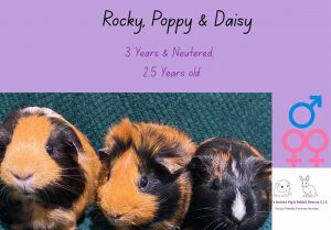 Rocky, Poppy and Daisy, 2.5-3 years old are looking for their forever home