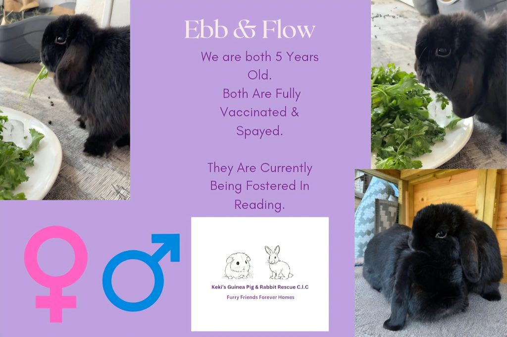Ebb & Flow — photo 1