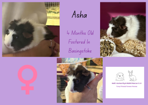 Asha, 4 month old guinea pig is looking for her forever home