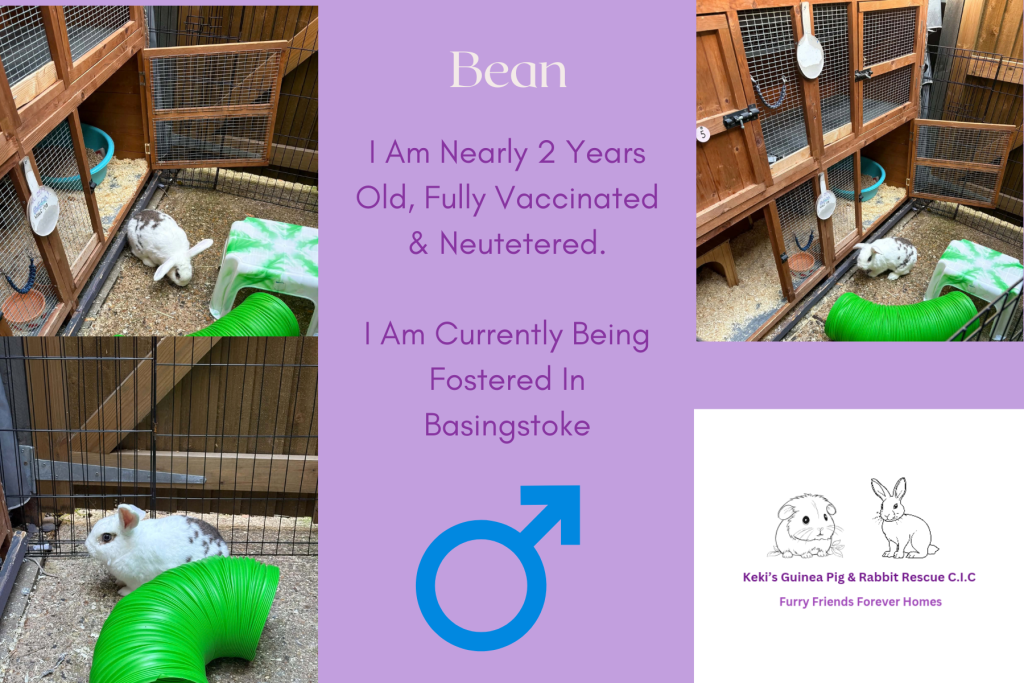 Bean — photo 1