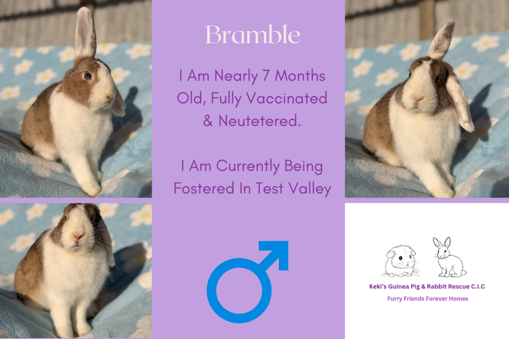 Bramble — photo 1