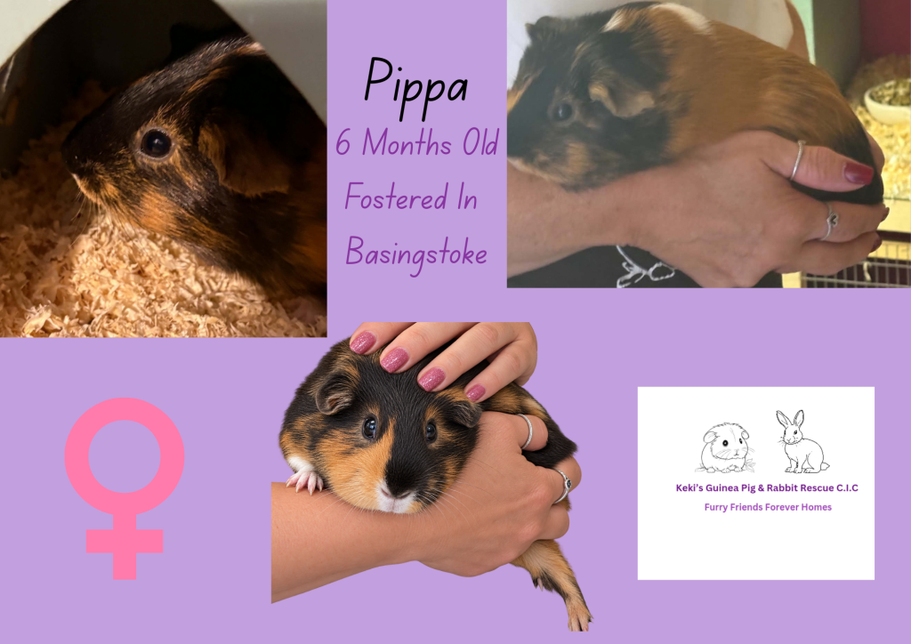 Pippa, 6 month old guinea pig is looking for her forever home